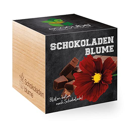 Feel Green Ecocube Chocolate Flower, Blossoms Odore After Chocolate, Idea Regalo Sostenibile (100% Eco Friendly), Grow Your Own / Set Di Piante, Piant