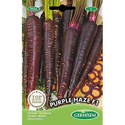 Germisem Purple Haze F1 Carota 300 Semi