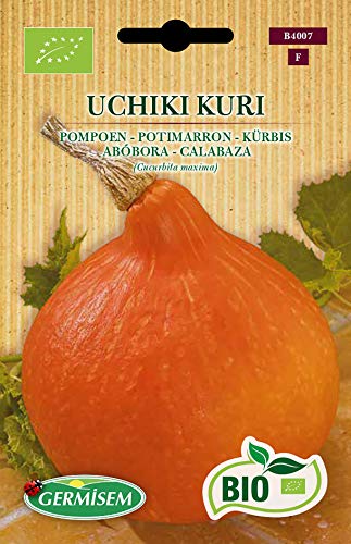 Germisem Biologico Uchiki Kuri Semi Di Zucca 3 G