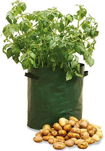 Tierra Garden Haxnicks Vaso