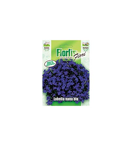 Lobelia Nana Blu