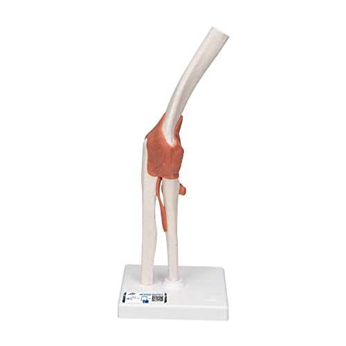 3B Scientific A83 Articolazione Del Gomito, Modello Funzionale + Software Gratuito Di Anatomia - 3B Smart Anatomy