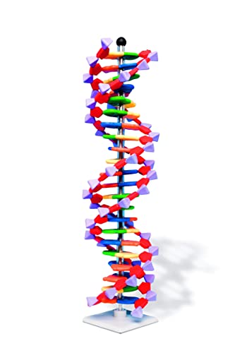 Molymod Modello A Doppia Elica Di Dna Molymod, 22 Segmenti, Kit Minidna