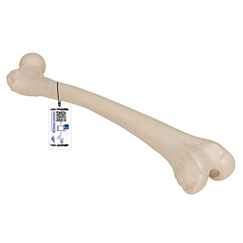 3B Scientific A35/1L, A35/1R Femore + Software Gratuito Di Anatomia - 3B Smart Anatomy