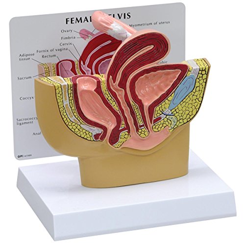 Gpi Anatomicals 3500 Modello Di Pelvi Femminili