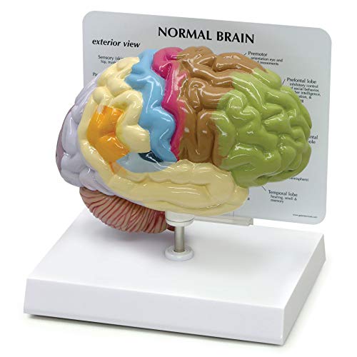 Gpi Anatomicals 2950 Modello Di Mezzo Cervello