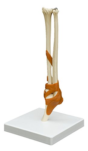 Ellen Microabrasivi Snodo/Anatomico Heliobil