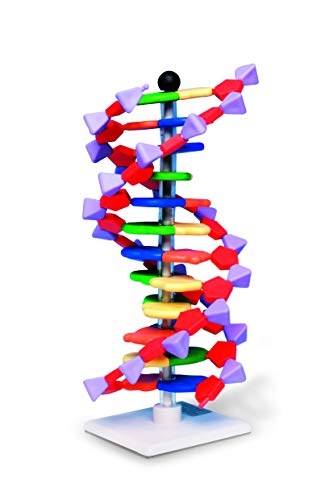 Molymod Modello A Doppia Elica Di Dna, 12 Segmenti, Kit Minidna