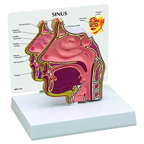 Gpi Anatomicals 2850 Sezione Trasversale Di Un Seno
