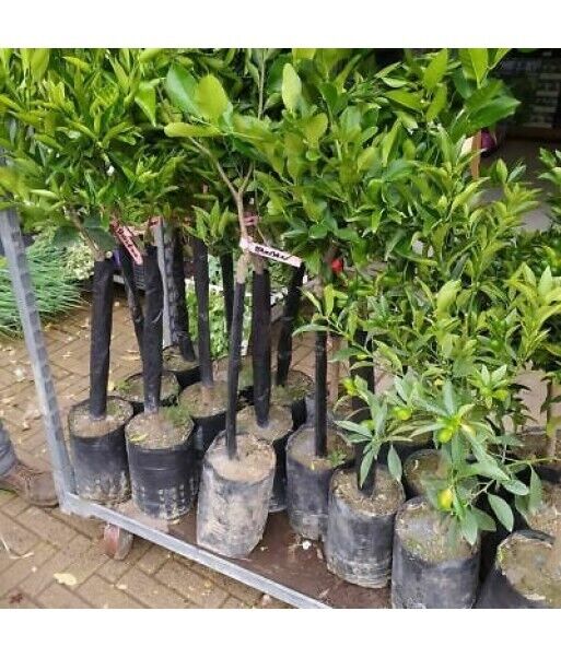 PIANTA DI LIMONE ZAGHERA BIANCA INNESTO ANNI 2