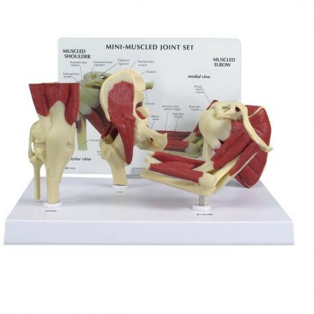 Set di mini articolazioni con evidenza della muscolatura 3B Scientific 1019518
