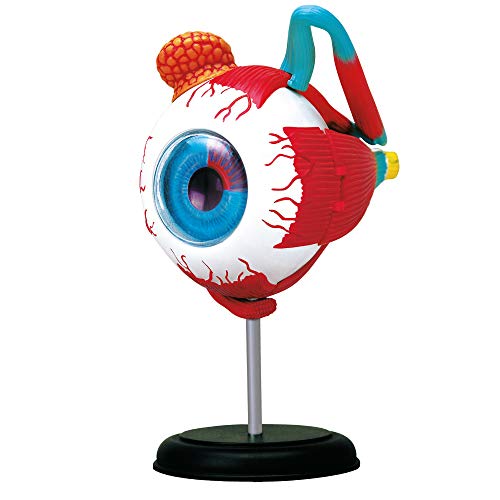 Explora - Occhio - Anatomia Del Corpo Umano - 546054 - Modello Realistico Di 32 Pezzi - Istruzioni Di Montaggio E Quiz Educativo - Kit Di Scoperta - P