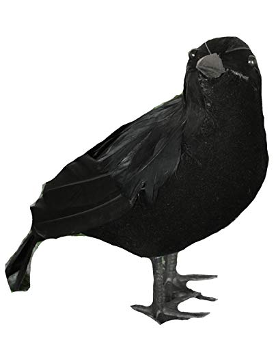 Corvo Nero