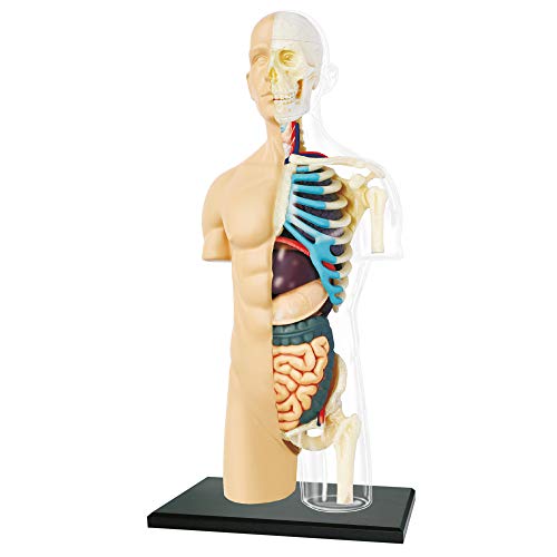 Explora - Mezzo Torso - Anatomia Del Corpo Umano - 546083 - Modello Realistico Di 37 Pezzi - Istruzioni Di Montaggio E Quiz Educativo - Kit Di Scopert