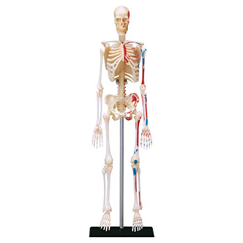 Explora - Scheletro - Anatomia Del Corpo Umano - 546059 - Modello Realistico Di 46 Pezzi - Istruzioni Di Montaggio E Quiz Educativo - Kit Di Scoperta