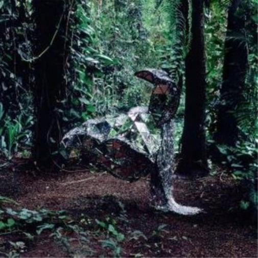 CSS Donkey (CD) Album