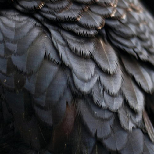 Ex People Bird (Vinyl LP) 12" Album