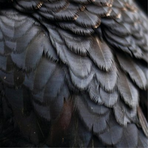 Ex People Bird (CD) Album
