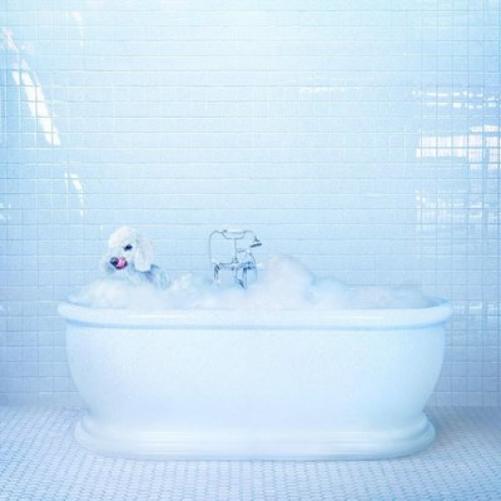 Frankie Cosmos Vessel (Vinyl LP) 12" Album