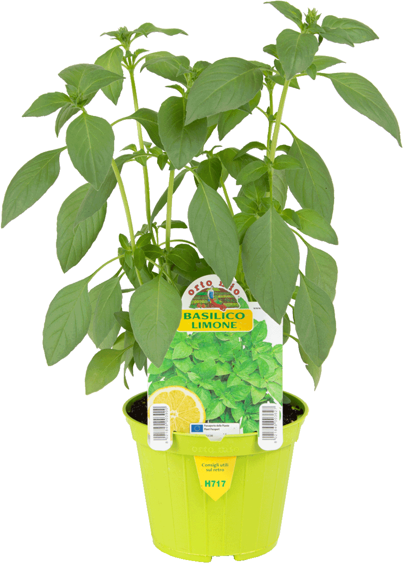 ORTO MIO Basilico Limone