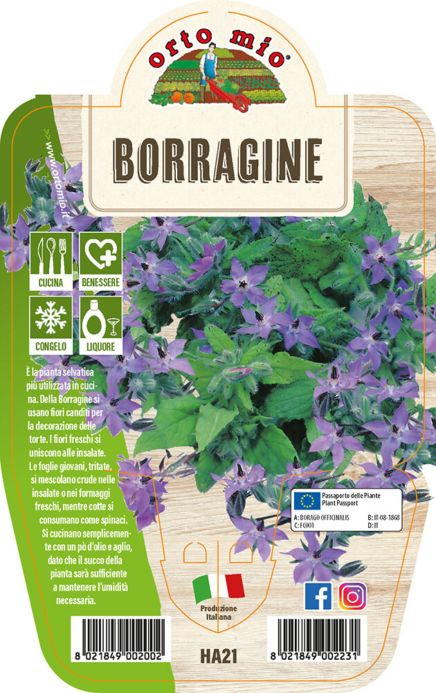 ORTO MIO Borragine