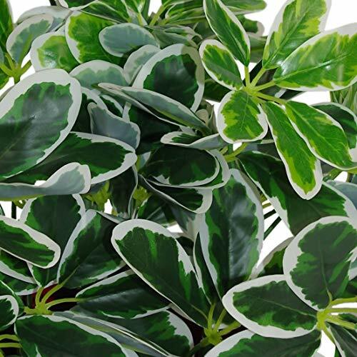 Leaf Ombrello Schefflera Arboricola, 55 cm, Vaso in plastica Nero, (C3A)