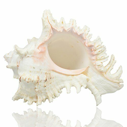 Jangostor Grandi Conchiglie di Mare Naturali, Conchiglie di Conchiglie (Q0I)