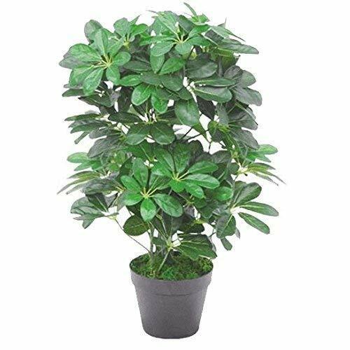 Foglia Artificiale Schefflera Arboricola (Umbrella Tree) Vaso Di Plastica (L9z)