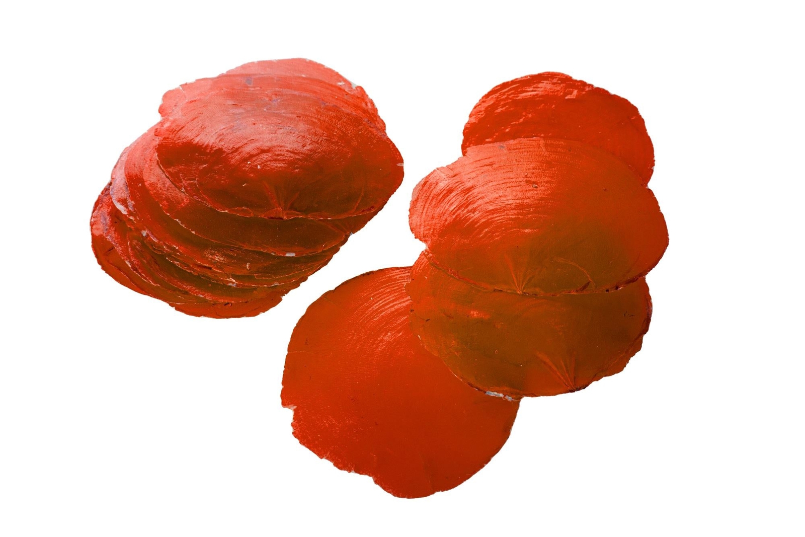Set 4 Conchiglie Camar Capiz Colorata 250 gr