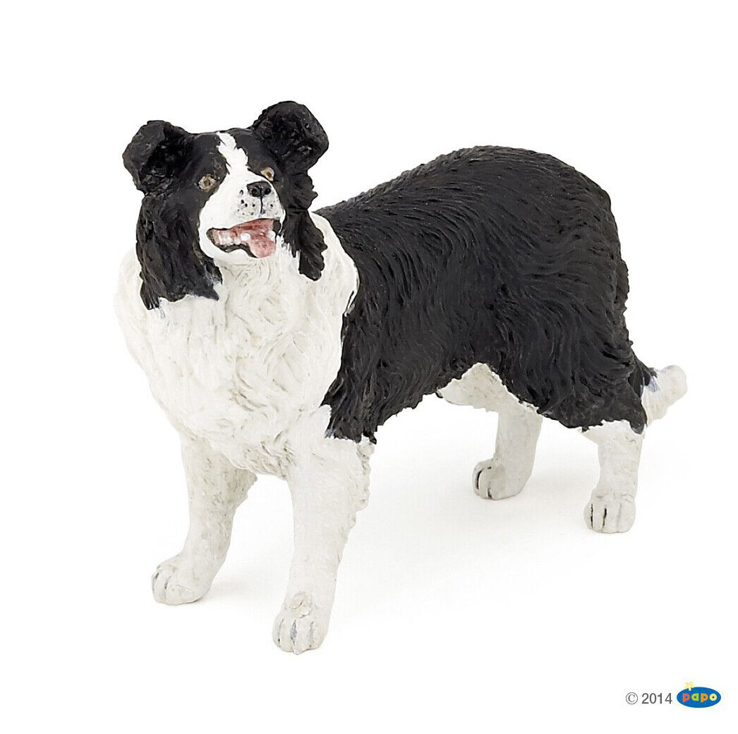 Cane Border collie Papo France 54008