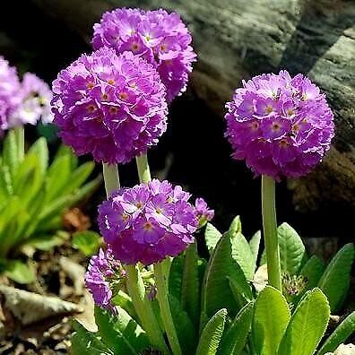 Semi di Primrose - Primula denticulata (o0v)