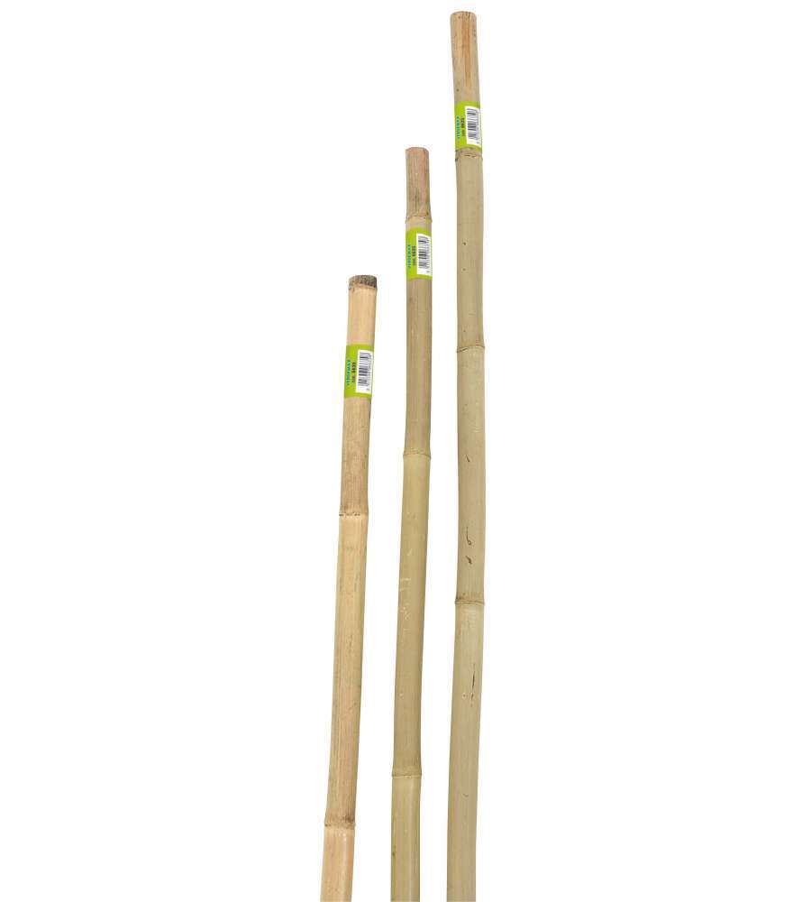 CANNA BAMBOO PIENA H240CM