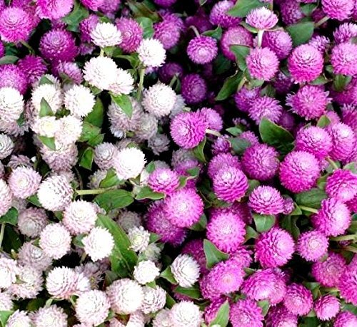 Globe Amaranth seeds - Gomphrena globosa (r6h)