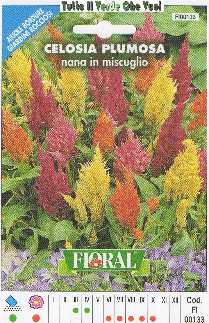 CELOSIA PLUMOSA IN MISCUGLIO - AIUOLE BORDURE ROCCIOSI-FLORAL - BUSTA SEMENTI