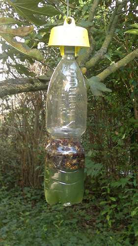 TAP TRAP - BIOTRAPPOLA CROMOTROPICA ALIMENT. DIFESA ECOLOGICA DA INSETTI n 5 bot