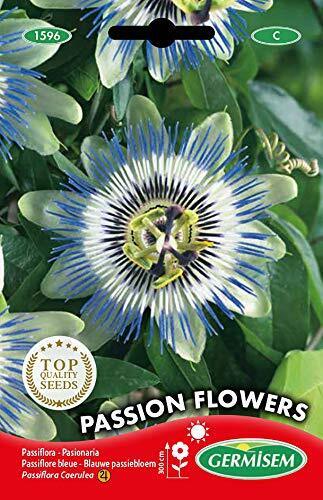 Germisem Passion Flowers Semi 0.5 g (C4m)