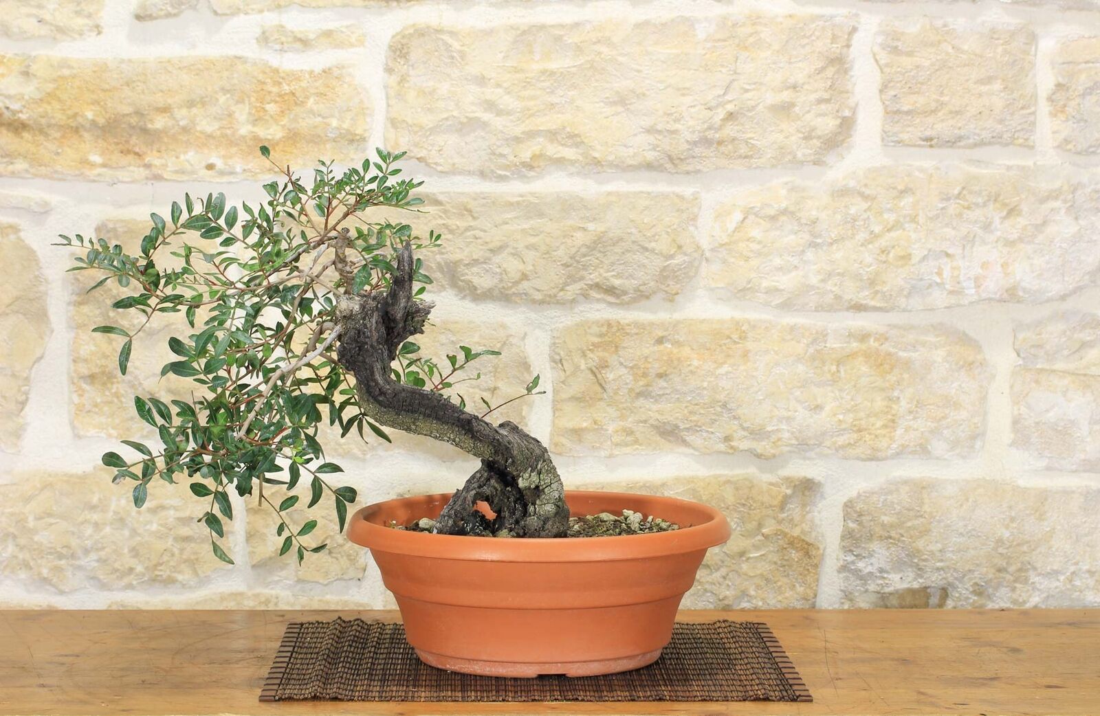 Pre bonsai yamadori di Lentisco (1)