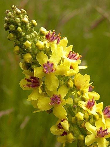 Semi misti perenni di Mullein - Verbascum sp. (D4P)
