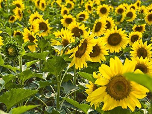 Semi di girasole 20 / confezione (Helianthus annus) Biologico Non OGM (O8B)