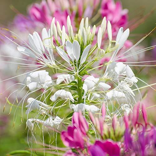 Cleome semi misti - Cleome spinosa (i1n)