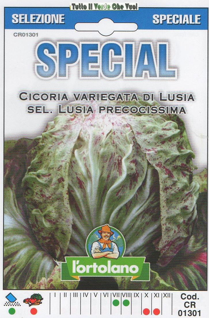 CICORIA VARIEGATA DI LUSIA - SEL LUSIA PRECOCISSIMA- SPECIAL
