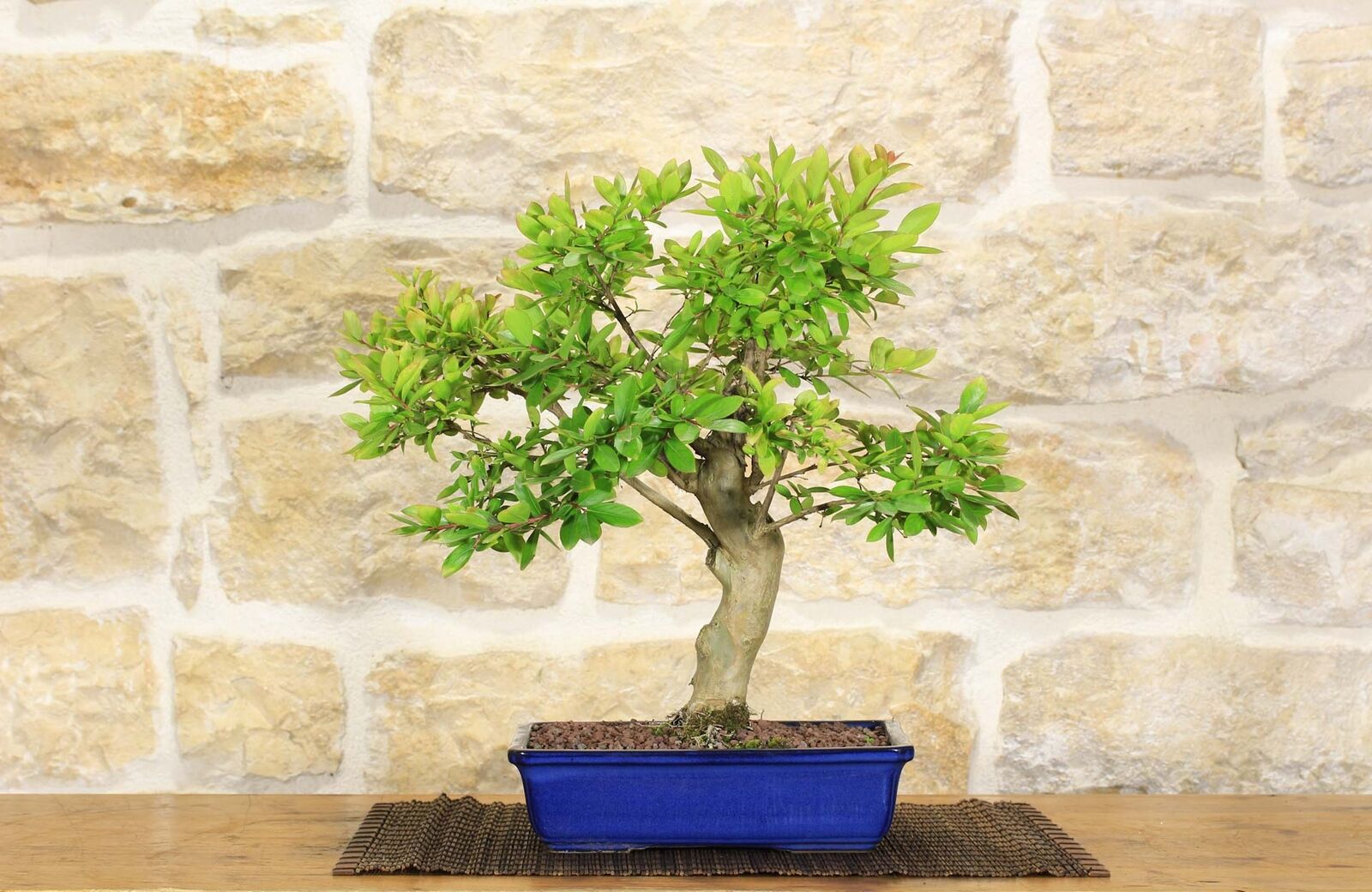 Bonsai di Lagerstroemia (32)