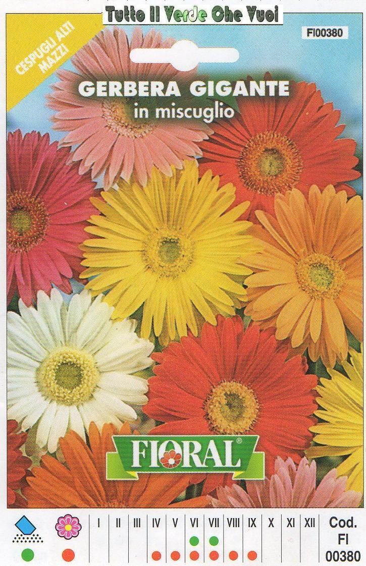GERBERA GIGANTE IN MISCUGLIO - CESPUGLI ALTI MAZZI-FLORAL - BUSTA SEMENTI