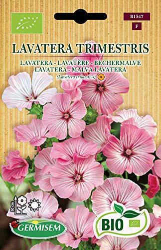 Germisem Biologico Lavatera Trimestris Semi di Malva 1 g (L9P)