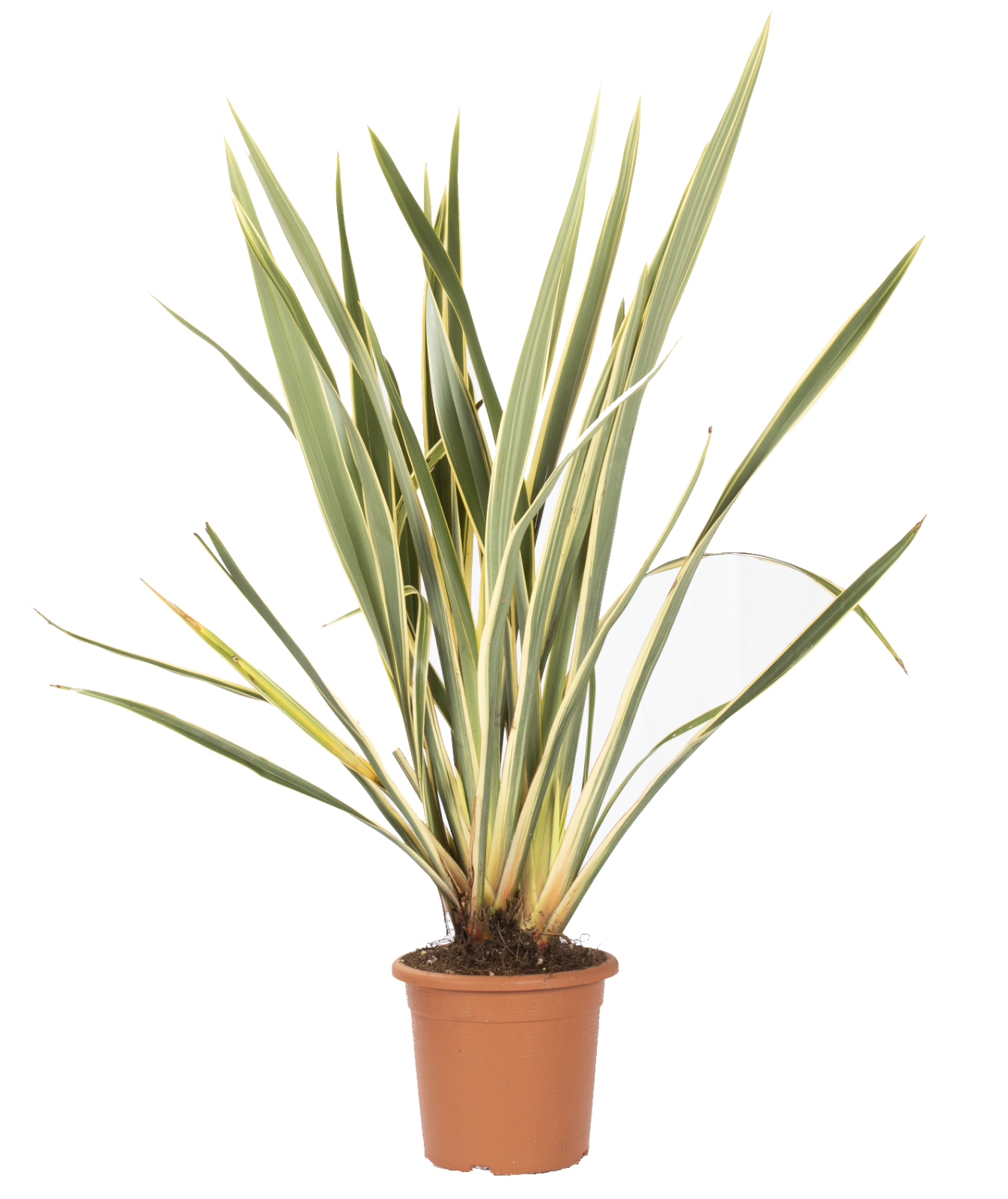 Phormium Tenax Variegatum - Piante da Esterno Resistenti Sempreverdi - KENTIS
