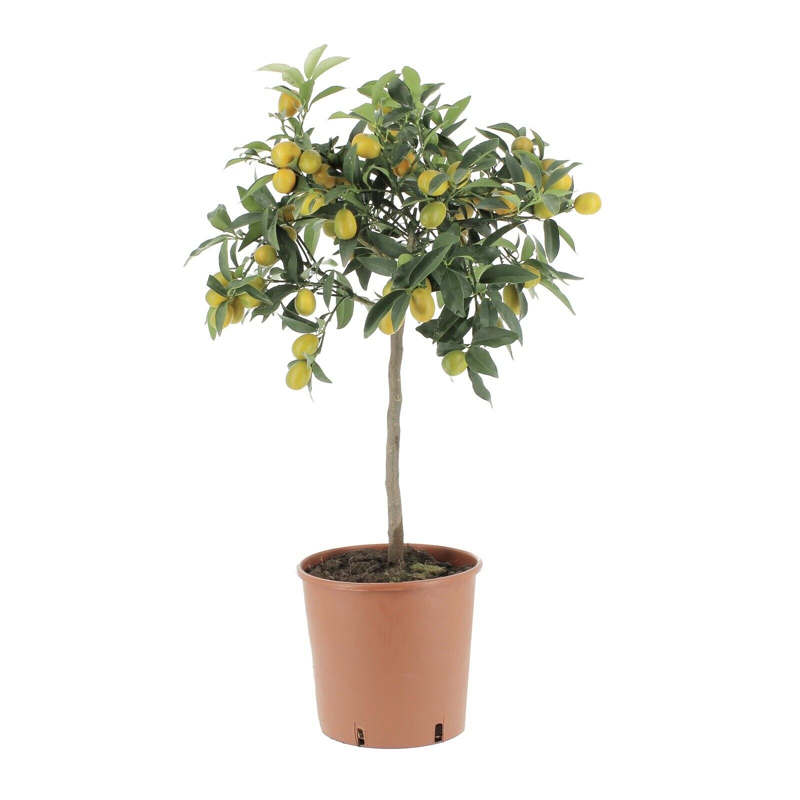 Fortunella Margarita - Pianta Vera di Kumquat / Mandarino Cinese - KENTIS