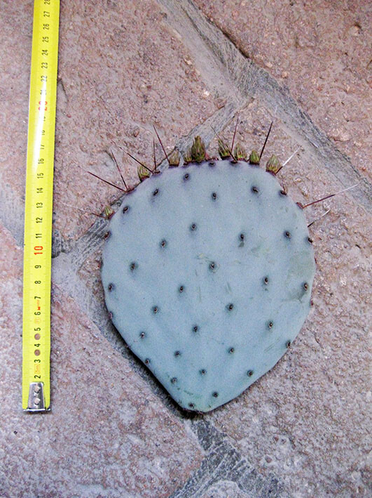 Opuntia violacea (n.1 pala) 10-20 cm, cactus, pianta grassa winter hard, resiste