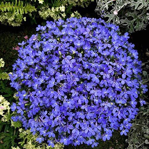 Blue Carpet Lobelia Erinus Half Moon Flowers Seeds 30+ per la piantagione (Z7I)