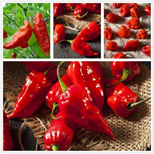 Ghost Hot Pepper Seeds-bhut jolokia Red 1,000,000 shu 3oz Organic Hot (j0o)