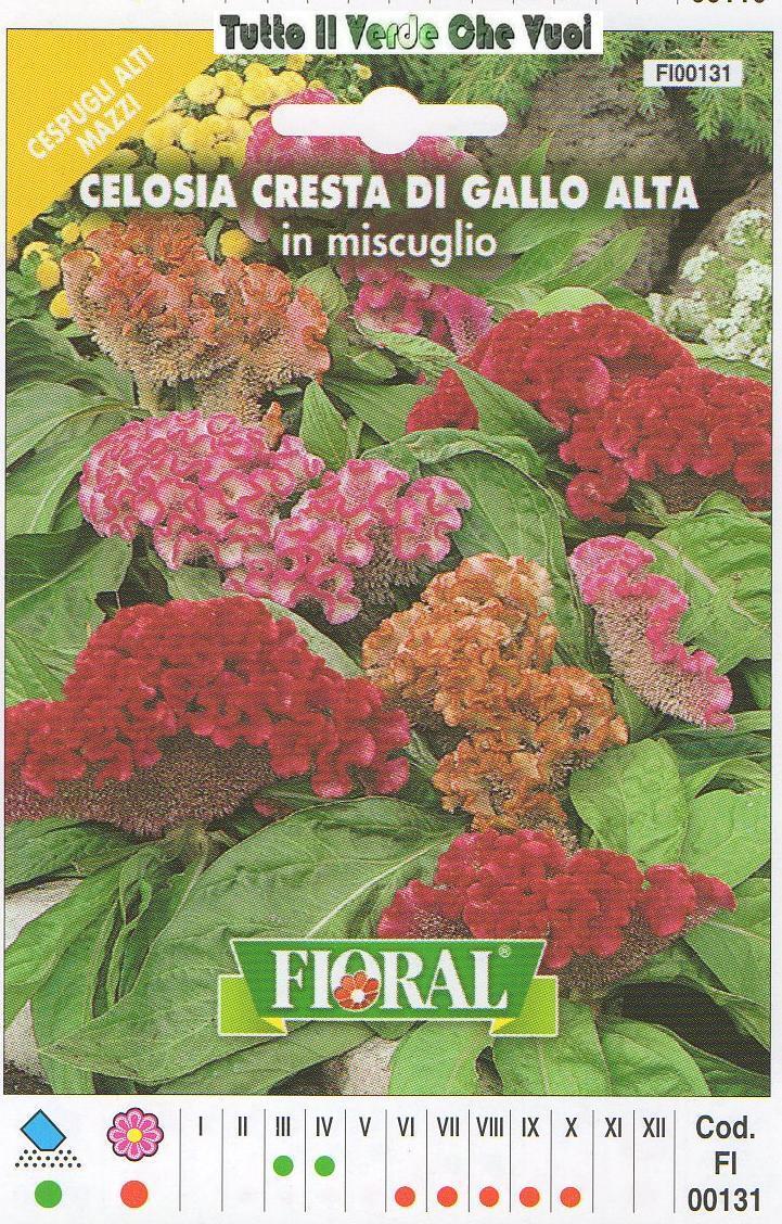 CELOSIA CRESTA DI GALLO ALTA - AIUOLE BORDURE ROCCIOSI-FLORAL - BUSTA SEMENTI